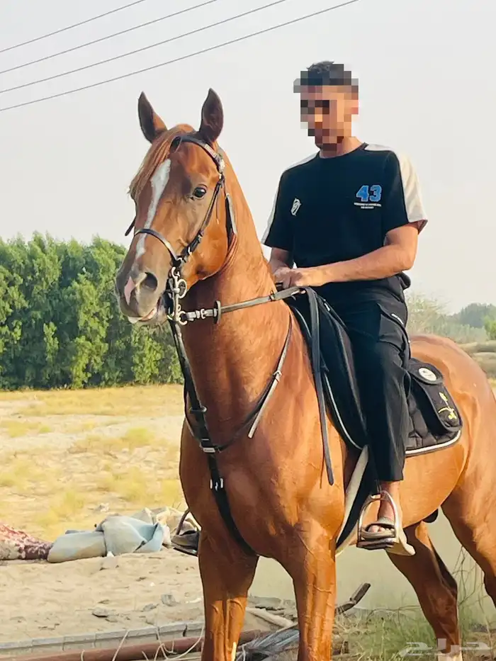 حصان شعبي 2