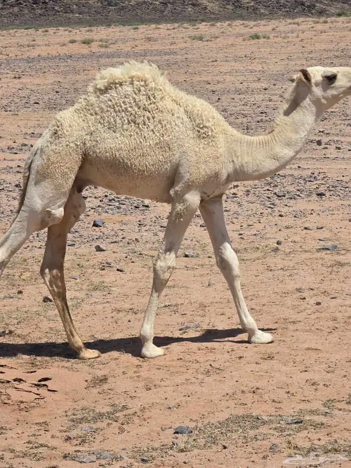 حشو حيران الموقع حائل 2