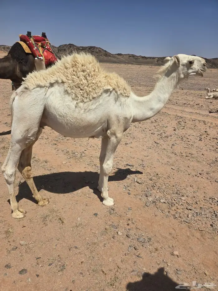 حشو حيران الموقع حائل 3