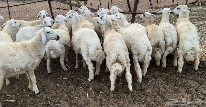 بهم طليان صافي 24 رأس الموقع محافظة القنفذة-القوز 2