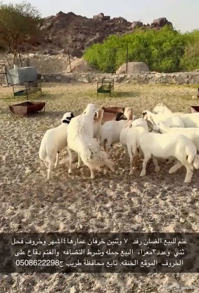 غنم رفد للبيع 6