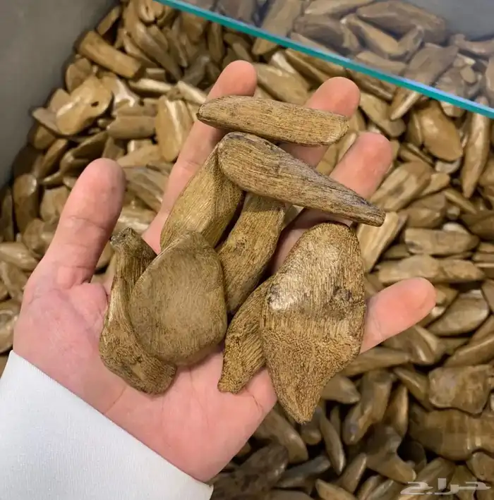 اصقون مروكي فاخر 1