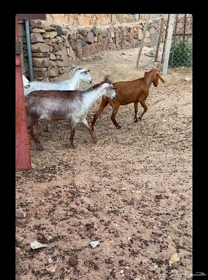 مراح معزاء وضان 0