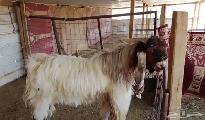 فحل مطور خصم صنف 0