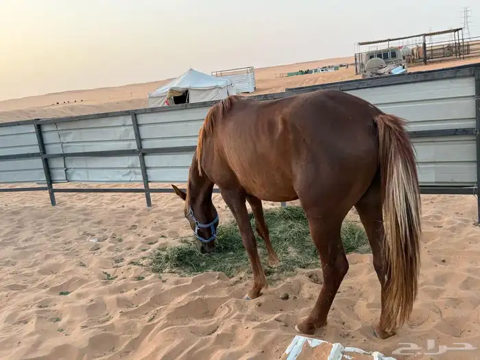 خيل شعبي 3