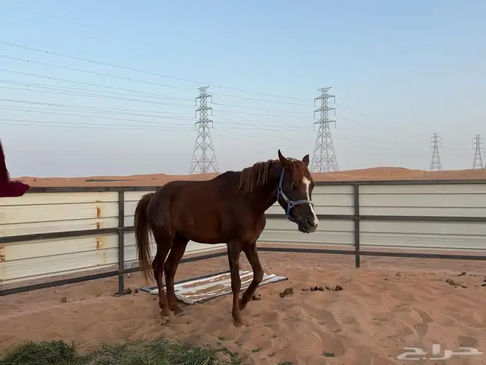 خيل شعبي 2
