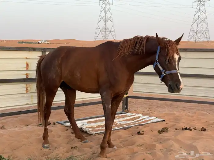خيل شعبي 4