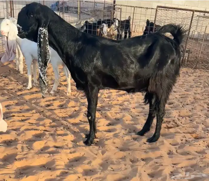 تم البيع 0