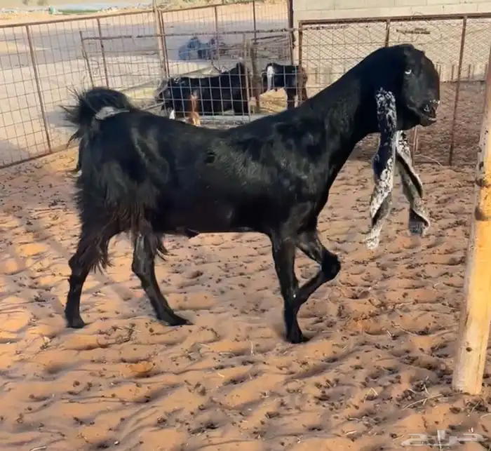 تم البيع 1