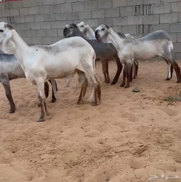 4 رخال سواكن وخروف درمانيات 0