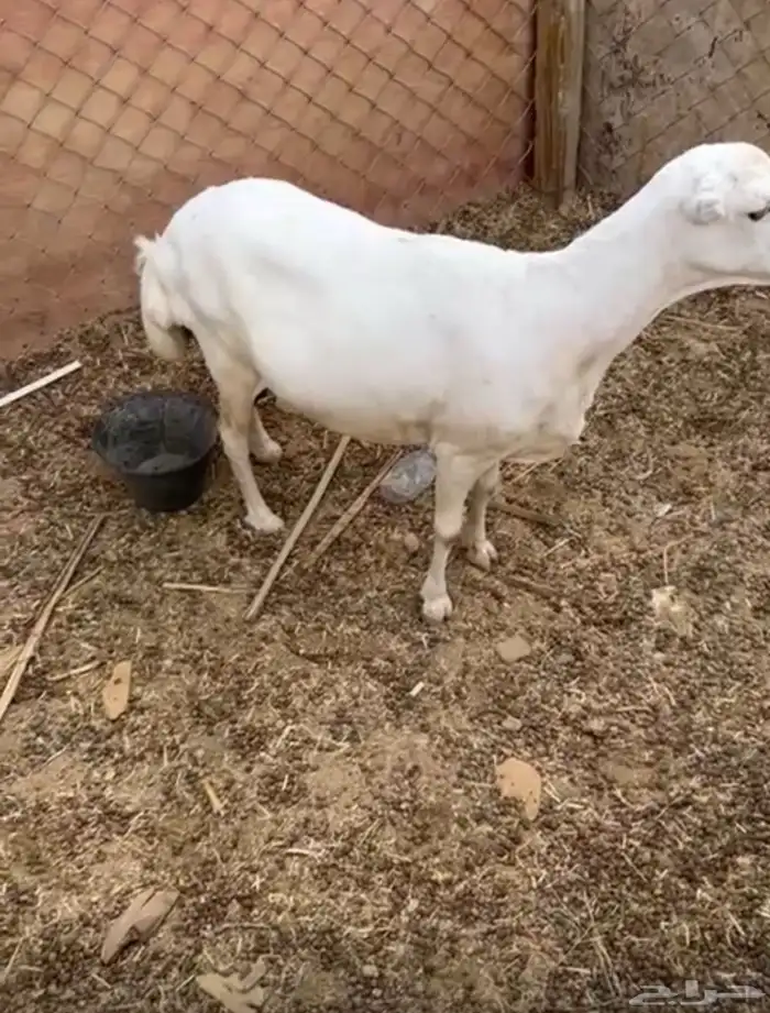 غنم رفيدي 4