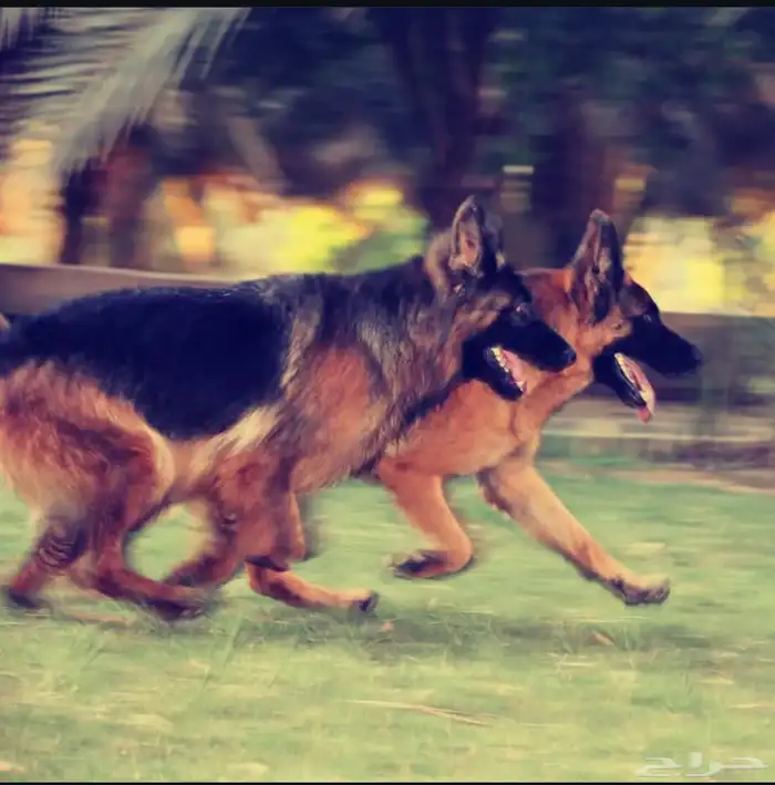 فندقة واستضافة كلاب happy dog kennel 0