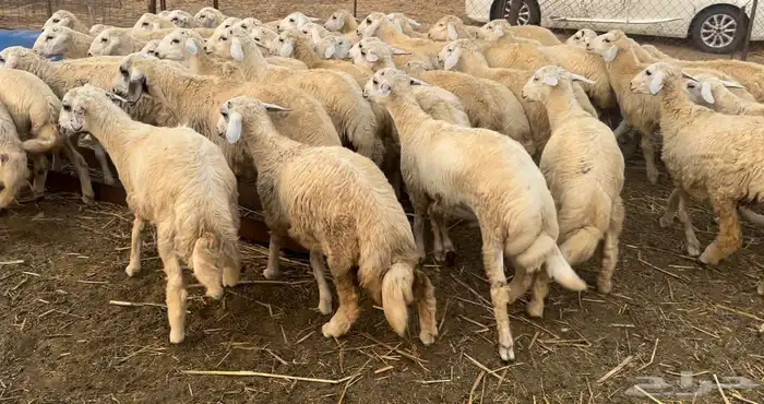 طليان ورخال حريه سمان ماشاء الله للمناسبات 1