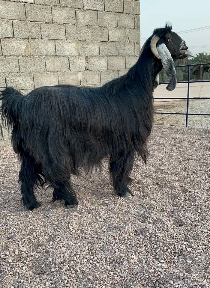 معزا 1