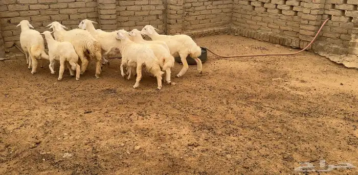 عشر رخال للبيع بمحافظة الحجرة 3