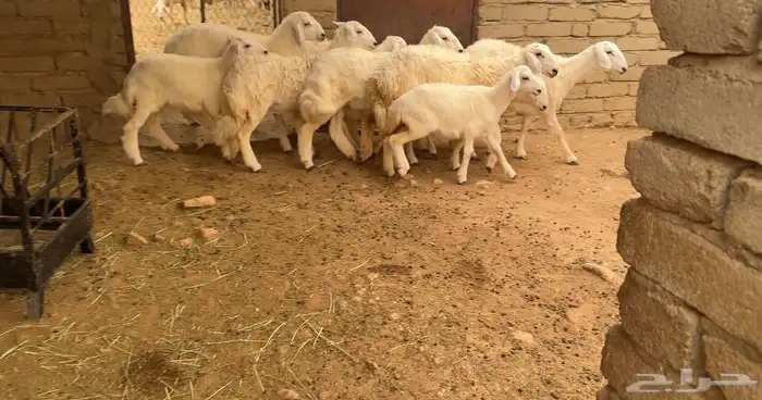 عشر رخال للبيع بمحافظة الحجرة 1