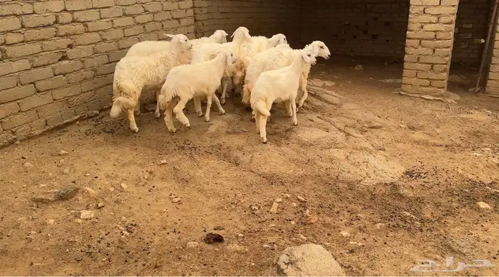 عشر رخال للبيع بمحافظة الحجرة 2