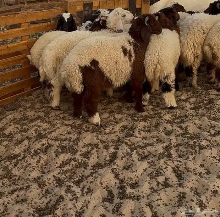 ذبايح بريه 2