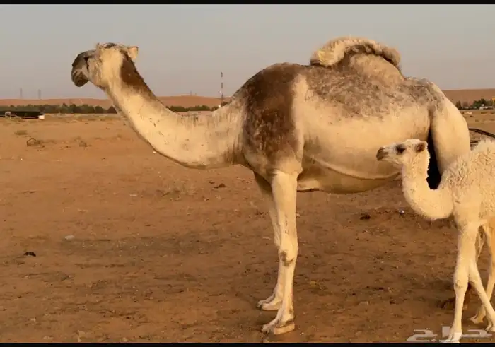 خلفه وضحى للبيع 0