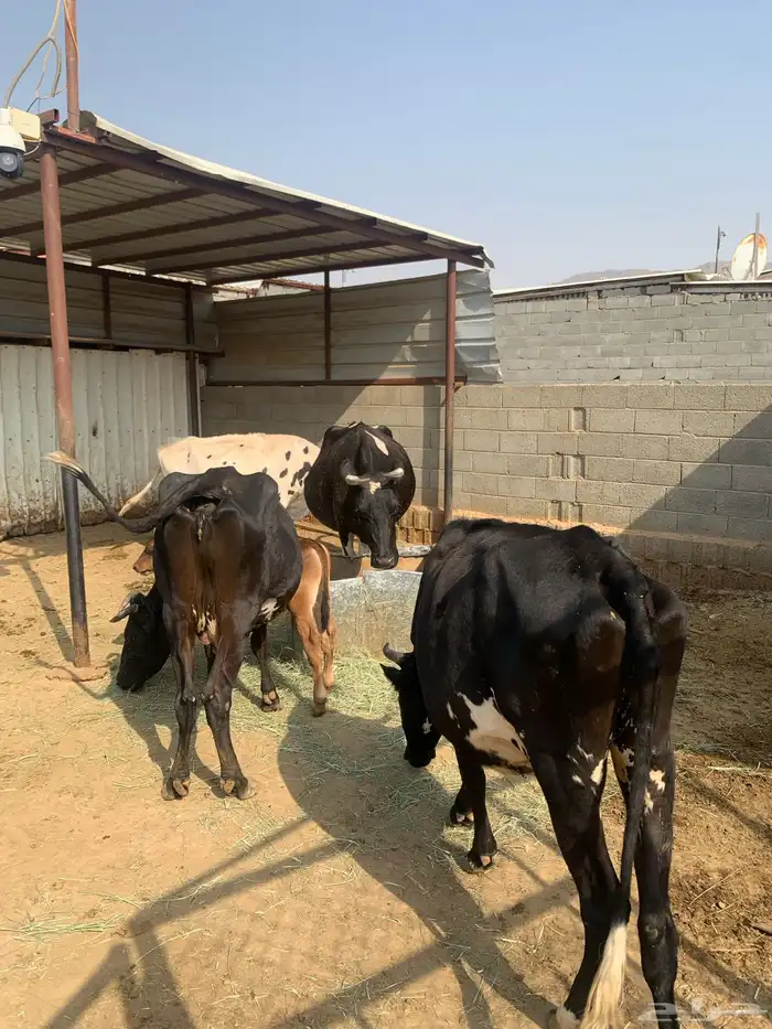 عجول وأبقار للبيع 3