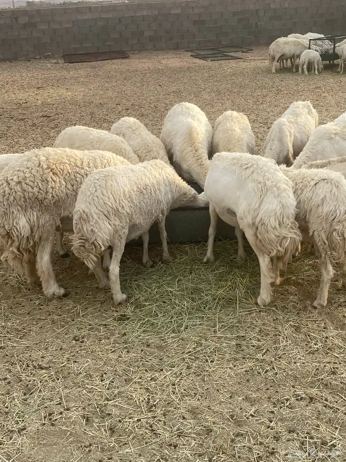 غنم حريات طيبه خلفات ودفيع 4