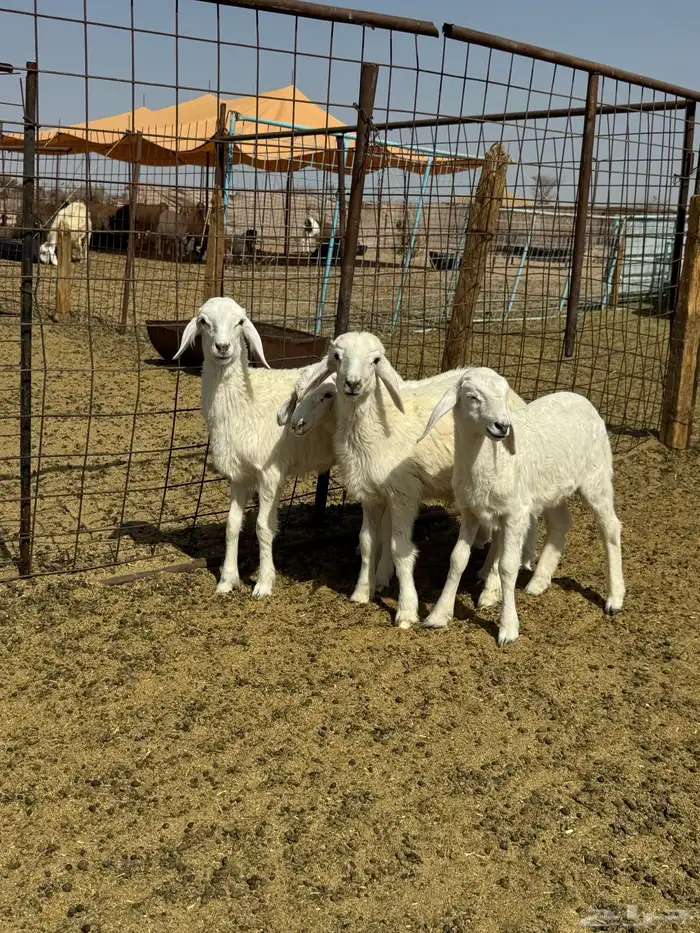 دواغير كلها تم البيع 2