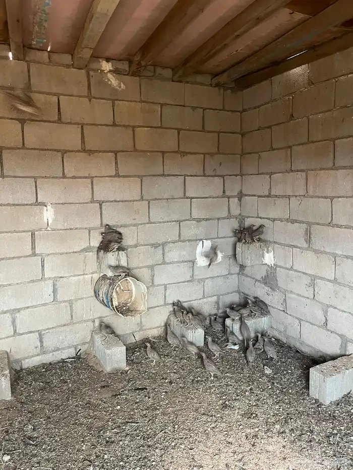 حجل منتج عدده من 60 وحول 0