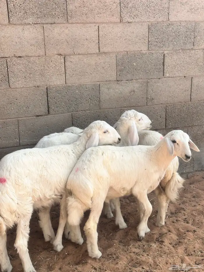بهم حري (( تم البيع )) 0