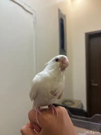 كروان البينو 1