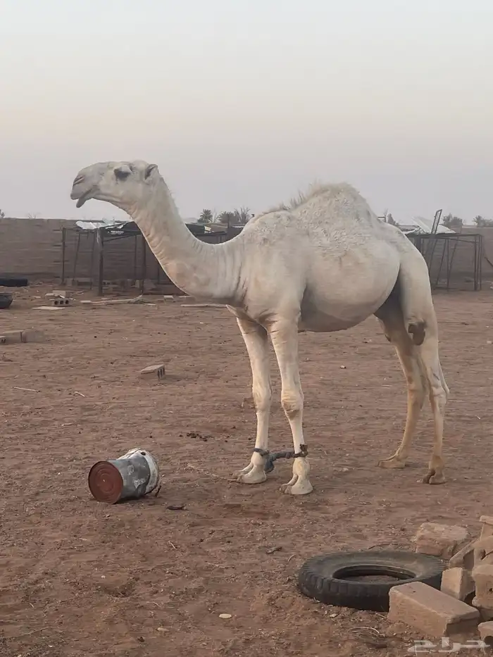 قعود باتلي على بعير الحريص المطيري 0