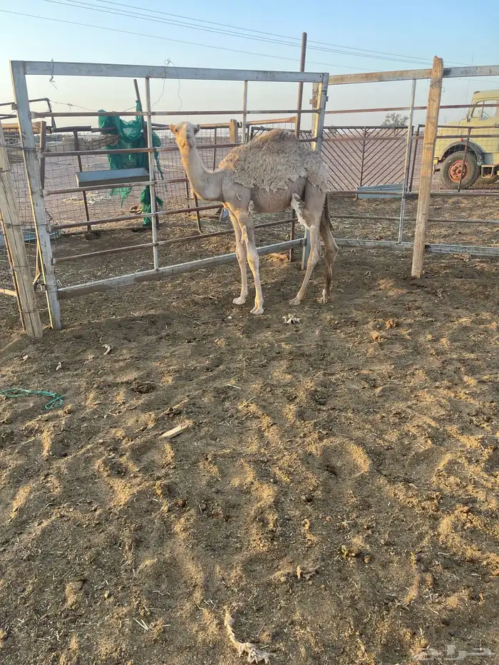للبيع حشو طيبات 0