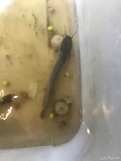 سمك السلور 2