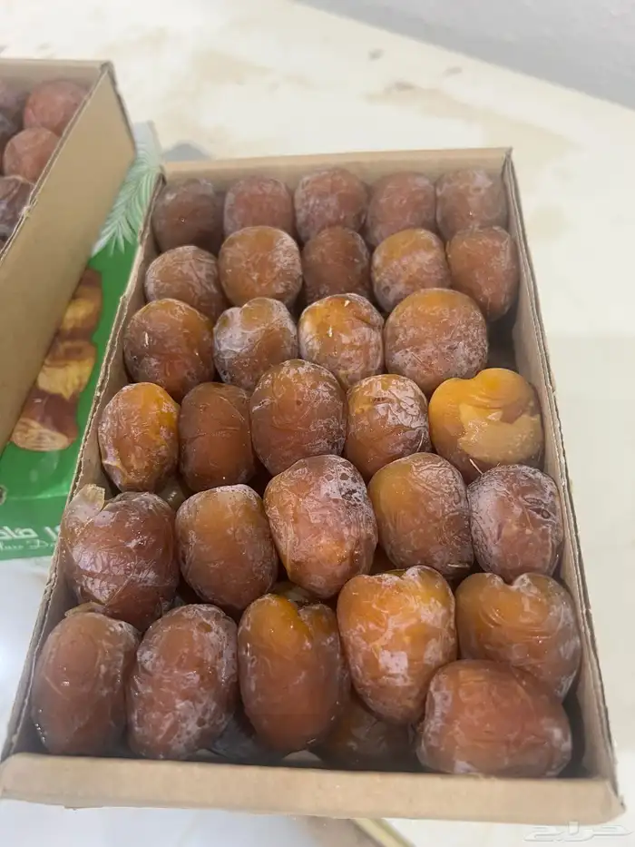تمر رطب نبته حصان فاخره وباردة موسم 1447 3
