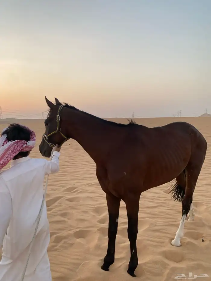 حصان 1