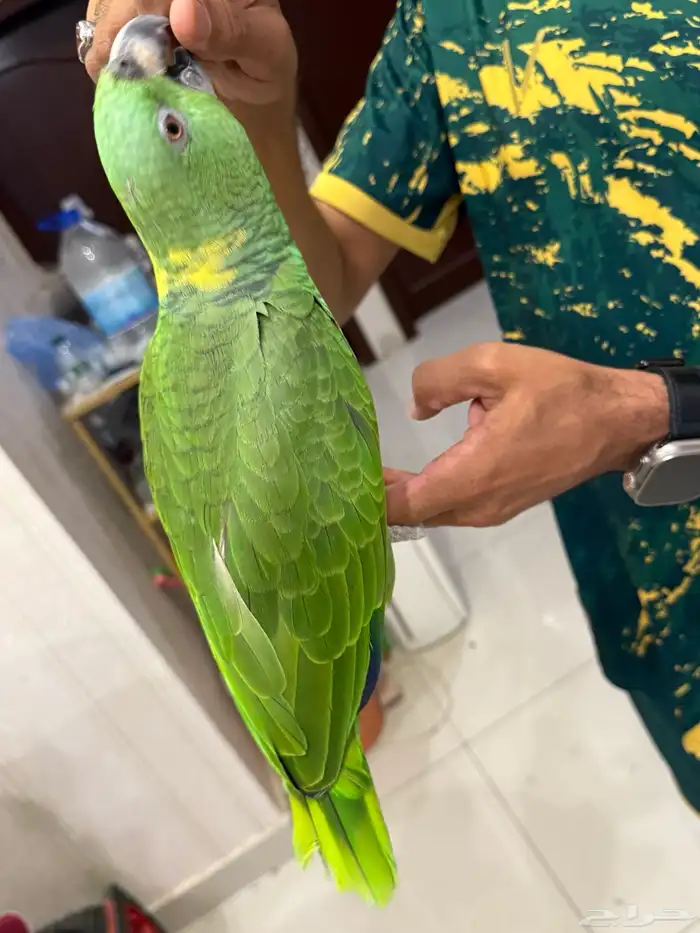 امزون يلوناب بيور 8