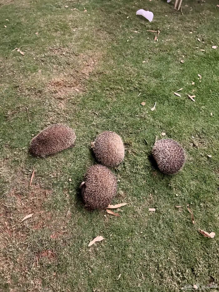 حيوان قنافذ كثيره جوز ذكر و انثى صحه و نظافه شرط باذن الله 1