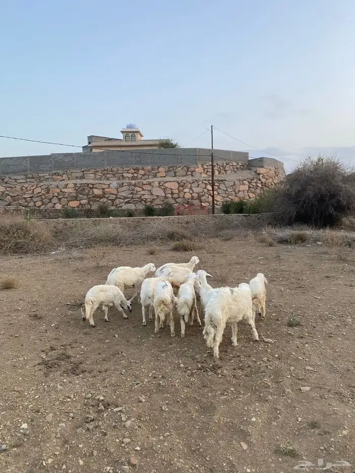 النوع طليان 0