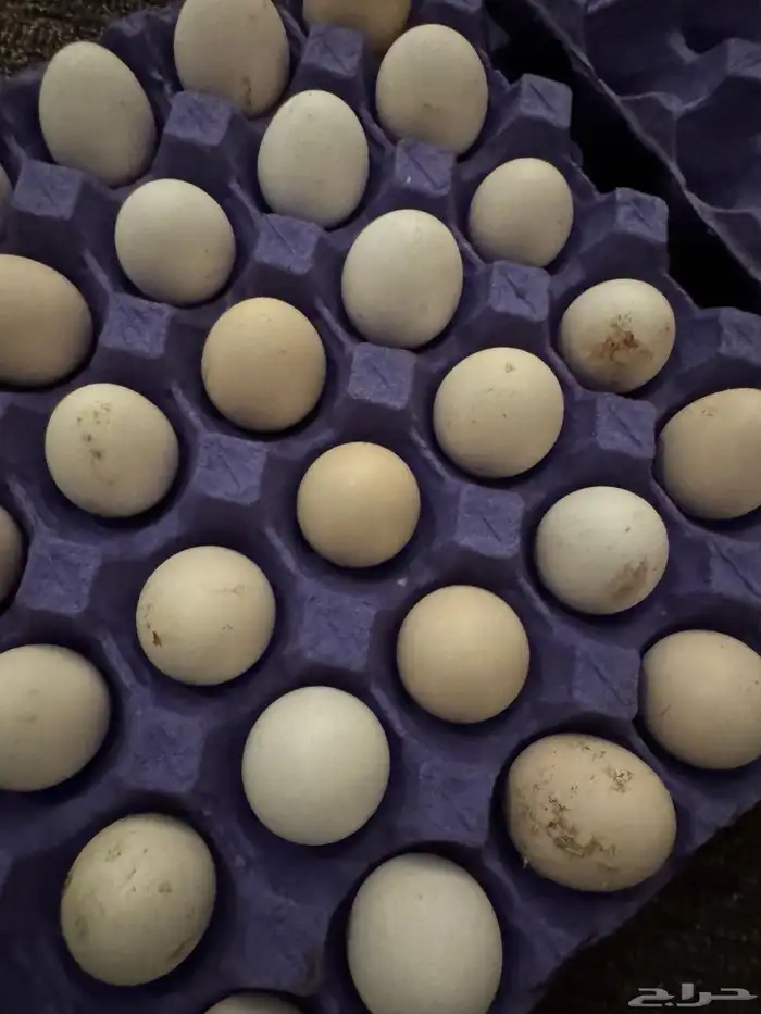 بيض بلدي مخصب 2