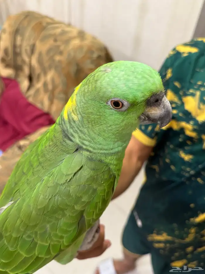 امزون يلوناب بيور 3