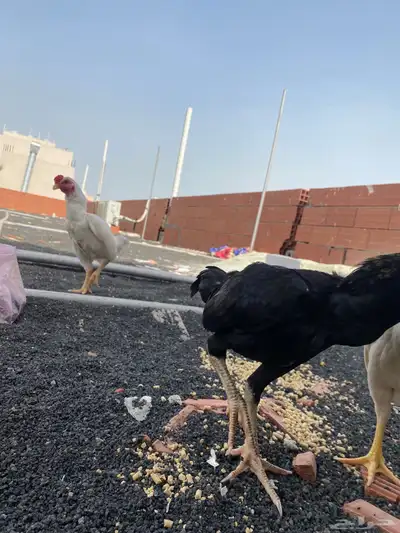 طقمين دجاج قزم 7