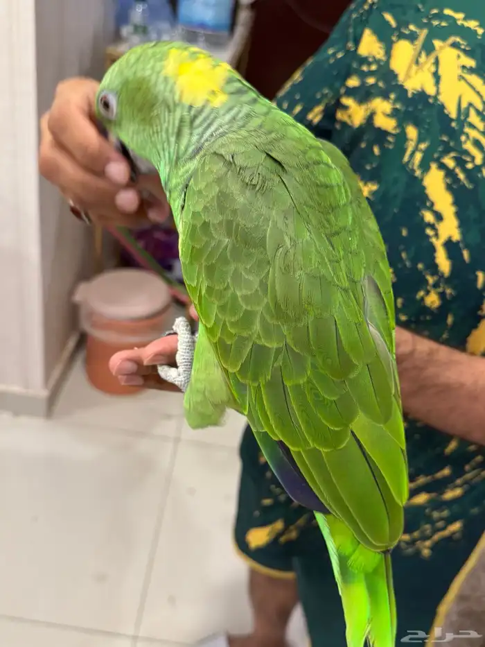 امزون يلوناب بيور 16