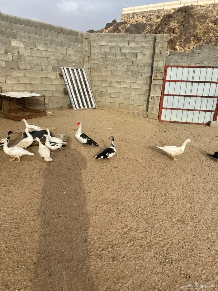 بط للبيع العدد24 0