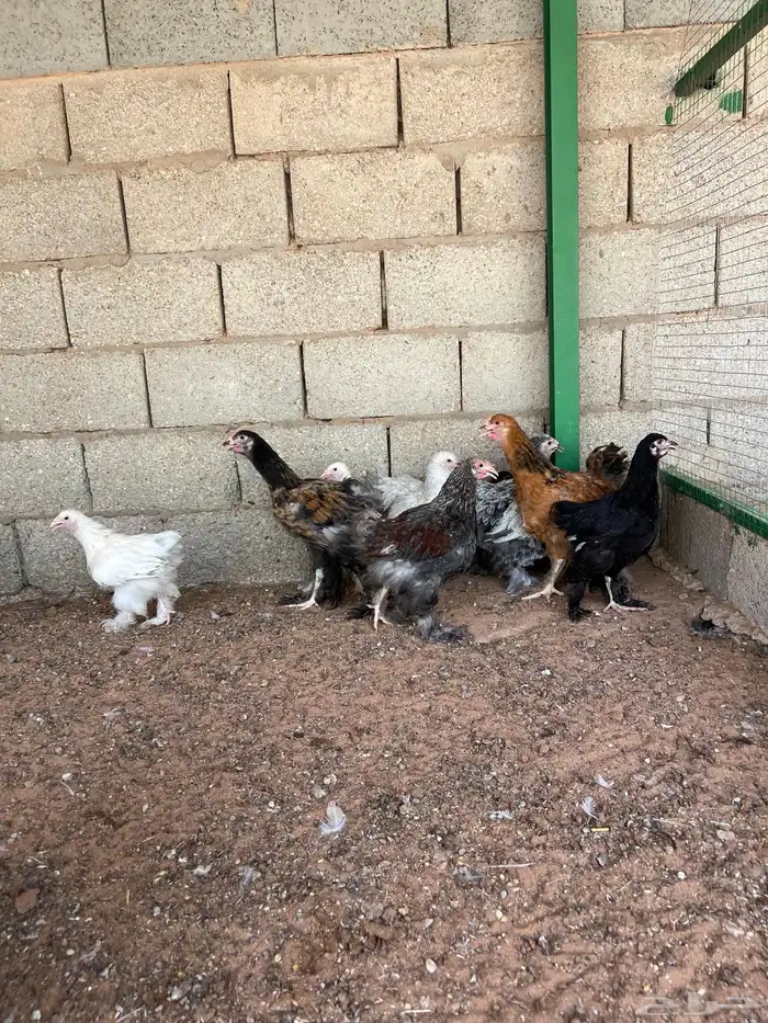 رياض الخبراء 4