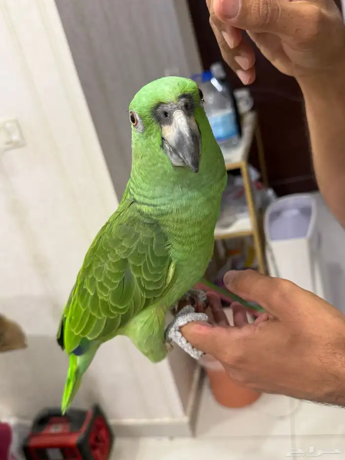 امزون يلوناب بيور 11