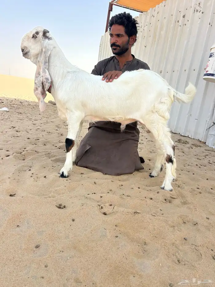مشروع فحل مطور خصم 1