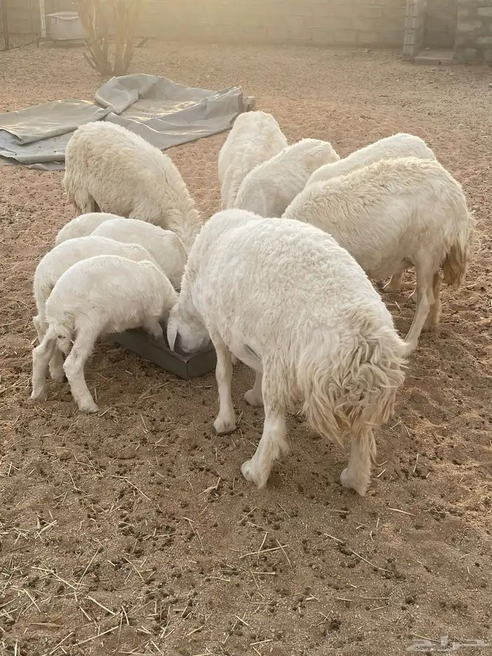 غنم حريات طيبه خلفات ودفيع 5