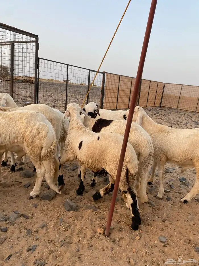 سواكني ابيض تربيه اكثر من 3 اشهر 1