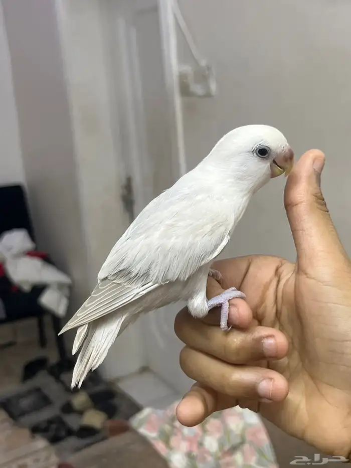 روز اليف وهدد 1