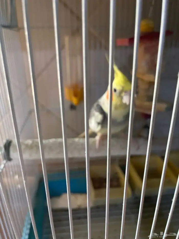 كناري اليف 1