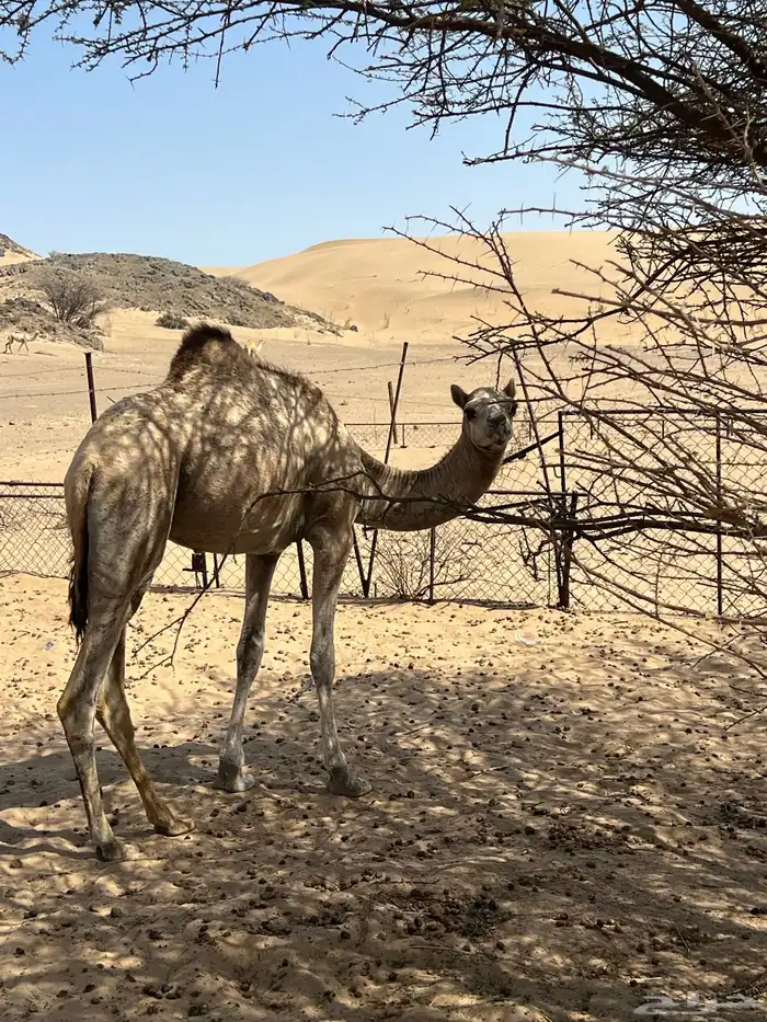 بكره لبنيه للبيع 0